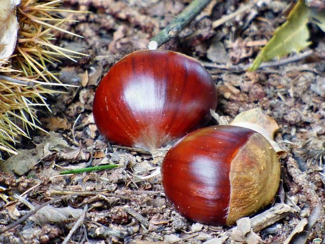 Chestnuts on the ground 
